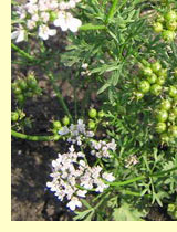 Кориандр посевной (Coriandrum sativum L.) Кориандр посевной (Coriandrum sativum L.)